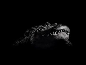 Alligator Wallpaper 17 - 1024 X 768 - Android / iPhone HD Wallpaper Background Download